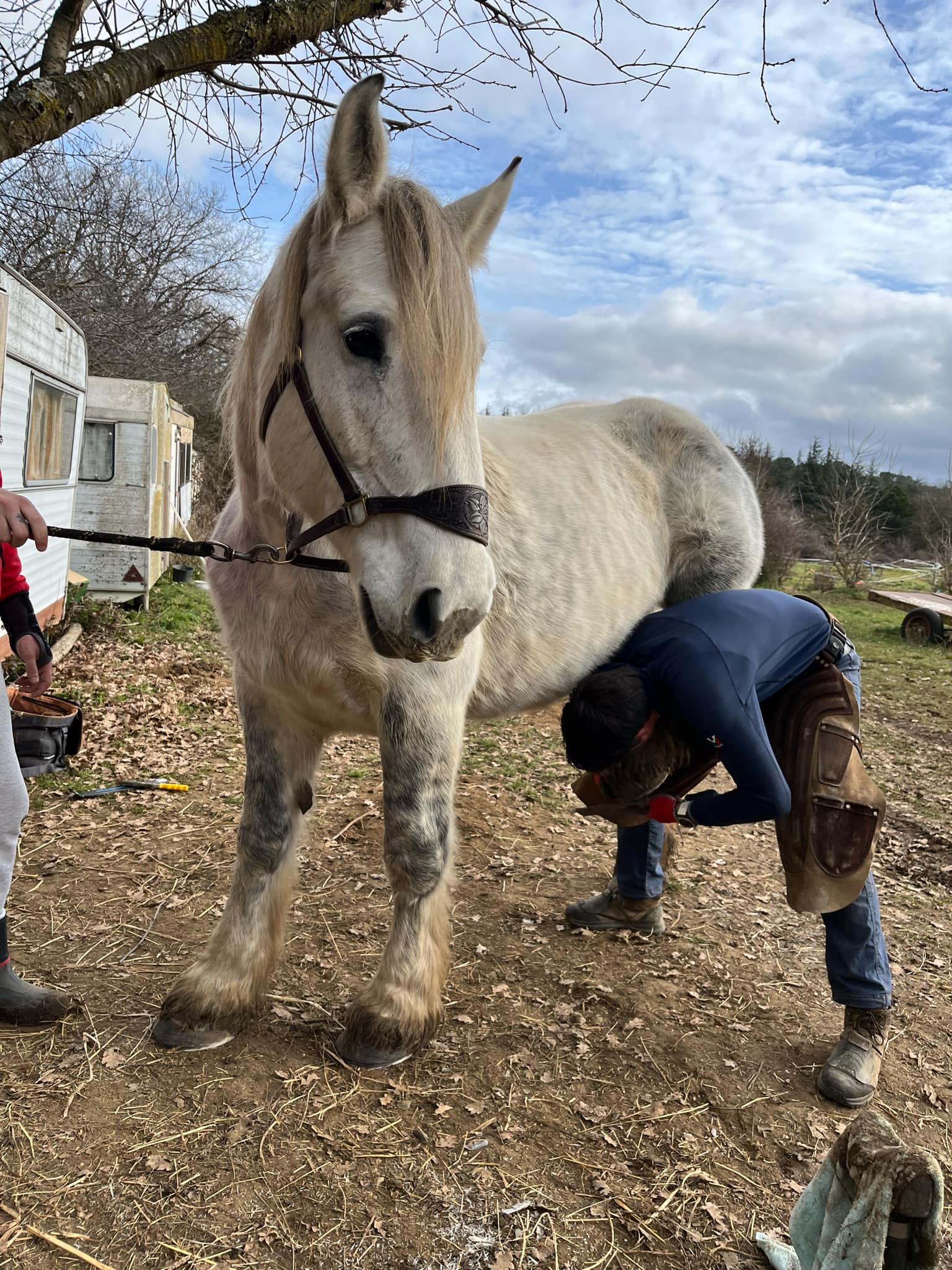 Intervention de parage sur un cheval gris en extérieur